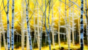 birch trees spiritual significance
