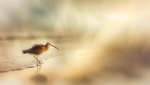 curlew bird spiritual significance
