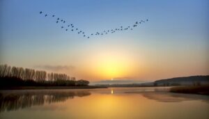 ducks symbolize spiritual guidance