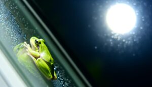 frog symbolism transformation and renewal