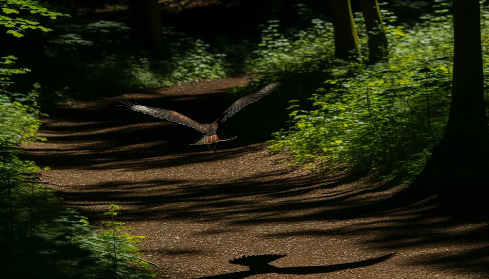 hawk symbolism for guidance