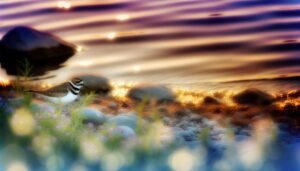 killdeer bird spiritual symbolism