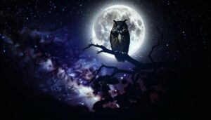 owl night spiritual symbolism