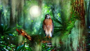red shouldered hawk symbolism