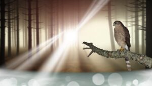 sparrow hawk spiritual significance