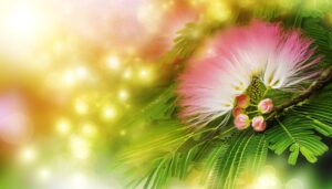 spiritual significance of albizia